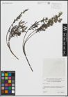 Foto von Salix repens L.
